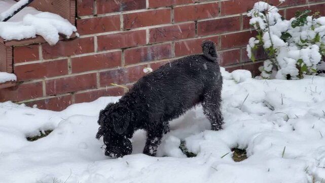 Zwergschnauzer, Winter, Playful, Canine, Dog, Woods, Snow, Portrait Mode, Vertical Format, Mobile View, Real Time, Pet, Cold, Outdoors, White Snow, Forest, Running, Happy, Fluffy, Fun, Adventure