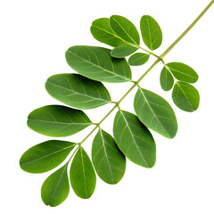 Obraz premium green leaves isolated on white background