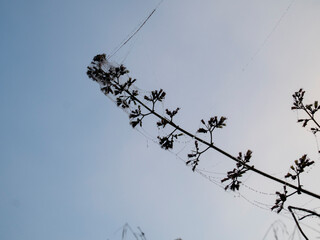 Spider webs glistening with dew on a plant at dawn