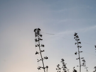 Spider webs glistening on desert plants at dusk
