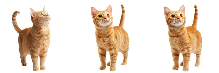 Fototapeta premium collection Set of A photograph of an orange cat standing, full-body shot, against on a transparent background cutout