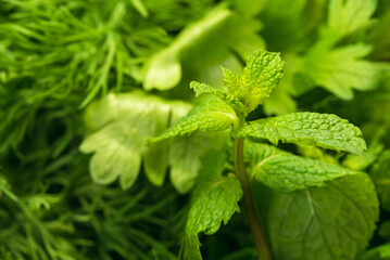 Herbs and spices macro in the kitchen.