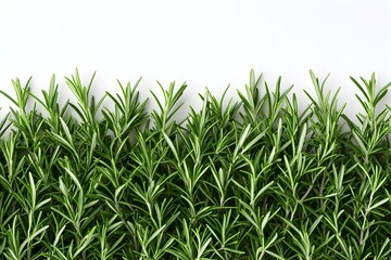 Obraz premium a realistic asparagus tip close-up, vibrant green, intricate detail, photorealistic, isolated on white background