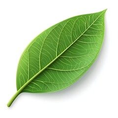 Obraz premium a realistic bay leaf, natural green color, detailed veins, photorealistic, isolated on white background