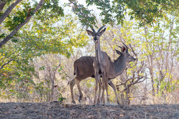 two antelopes in forest