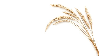 Fototapeta premium a realistic rice grain close-up, natural white, detailed texture, photorealistic, isolated on white background