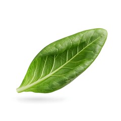 a realistic romaine lettuce leaf, crisp green, detailed texture, photorealistic, isolated on white background