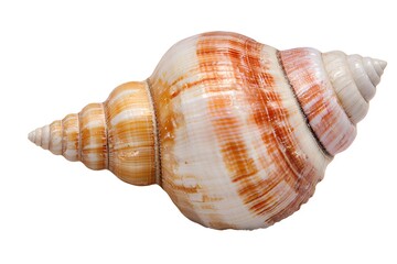 Obraz premium a realistic spiral seashell, intricate lines, natural tones, photorealistic, isolated on white background