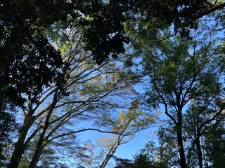 美しく長い秋の木々