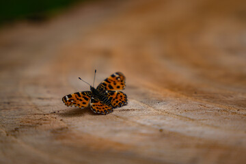 Araschnia levana standing in the sun on a log in spring. Details with an orange butterfly with black spots