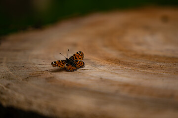 Araschnia levana standing in the sun on a log in spring. Details with an orange butterfly with black spots