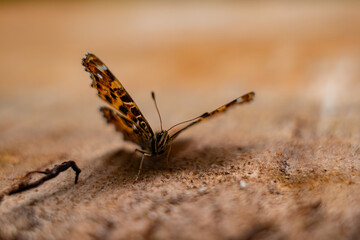 Araschnia levana standing in the sun on a log in spring. Details with an orange butterfly with black spots