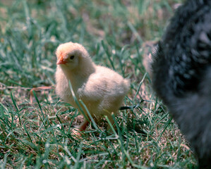 Poussin observant autour de soi