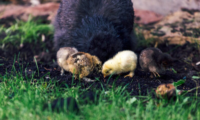 Poussin mangeant les graines auprès de la poule