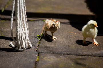 Poucins tricolore se baladant