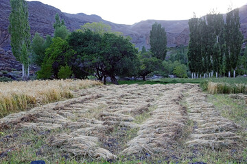Wheat harvest in a village along the Bartang Valley in the Gorno-Badakhshan region in Tajikistan