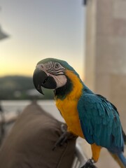 blue and yellow macaw