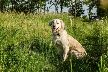 a golden retriever is sitting on the field 