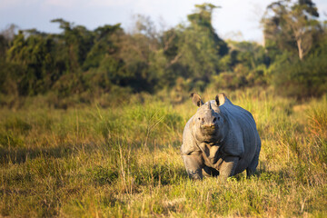 Angry rhino  in the field © Abhisek