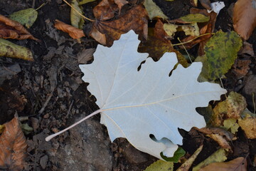 autumn leaves on the ground