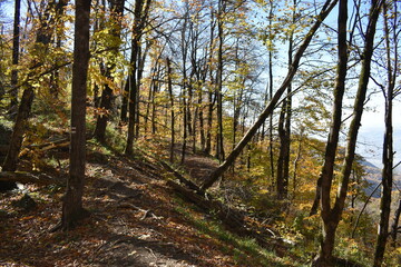 Красивый осенний пейзаж, буковый лес осенью