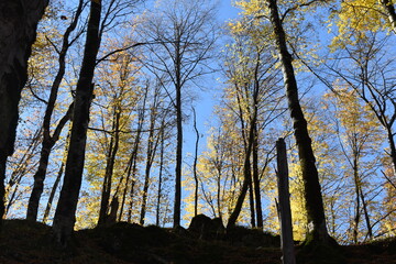 Красивый осенний пейзаж, буковый лес осенью