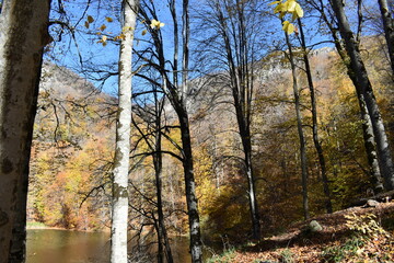 Красивый осенний пейзаж, буковый лес осенью