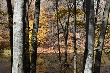 Beautiful mountain lake