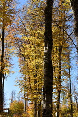 Obraz premium Красивый осенний пейзаж, буковый лес осенью