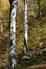 Красивый осенний пейзаж, буковый лес осенью