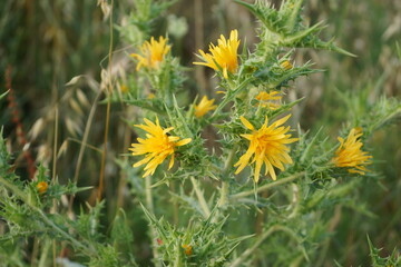 Yellow prickly flower