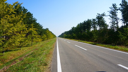 桜並木と菜の花ロード