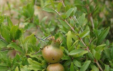 Grasshopper on green pomegranate