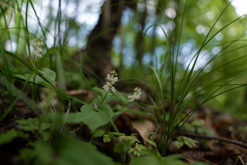 False lily of the valley blooming in the green forest in spring. The wild white flower called Maianthemum bifolium in cloudy weather