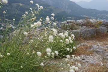 White flowers against the backdrop of the Montenegrin mountains in Sutomore