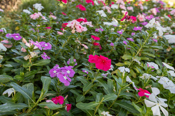 Vinca rosea flower in various colors. Fan or rosette flower.