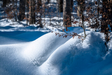 Julian Alps immersed in snow. Riofreddo Valley, wild and magical