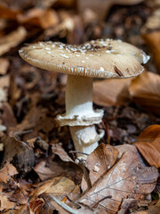 mushrooms in the forest