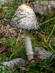 mushrooms in the forest