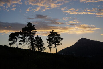 Pine trees in backlight against sunset clouds in Sutomore (Montenegro)