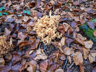 mushrooms in the forest