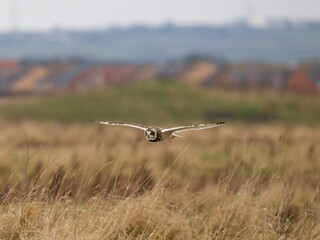 Short-eared owl, Asio flammeus