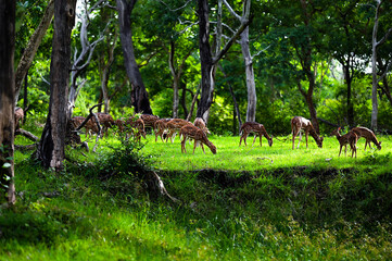herd of deer grazing in the forest, surrounded by dark green trees