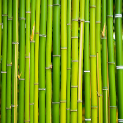 Obraz premium Close-Up of Vibrant Green Bamboo Stalks