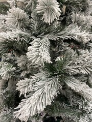 Snow on the pine tree