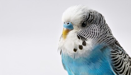 Fototapeta premium budgie white background