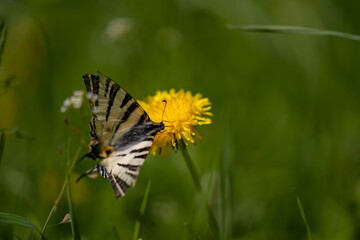 The scarce swallowtail butterfly basking in the sun on a dandelion. Iphiclides podalirius, the large and colorful insect also called pear-tree swallowtail