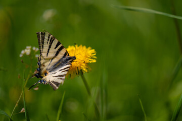 The scarce swallowtail butterfly basking in the sun on a dandelion. Iphiclides podalirius, the large and colorful insect also called pear-tree swallowtail