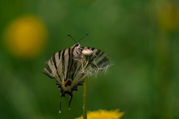 The scarce swallowtail butterfly basking in the sun on a dandelion. Iphiclides podalirius, the large and colorful insect also called pear-tree swallowtail
