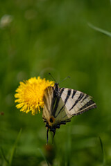 The scarce swallowtail butterfly basking in the sun on a dandelion. Iphiclides podalirius, the large and colorful insect also called pear-tree swallowtail